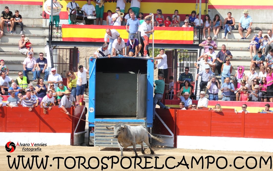 TOROSXELCAMPO's tweet photo. El Casar (Gu) Encierro por las calles con 2 toros.Martes, 05 de Septiembre de 2017 Ya disponible las fotografías en: https://t.co/Q1XEZ0PRwo https://t.co/PVN8KbwKot