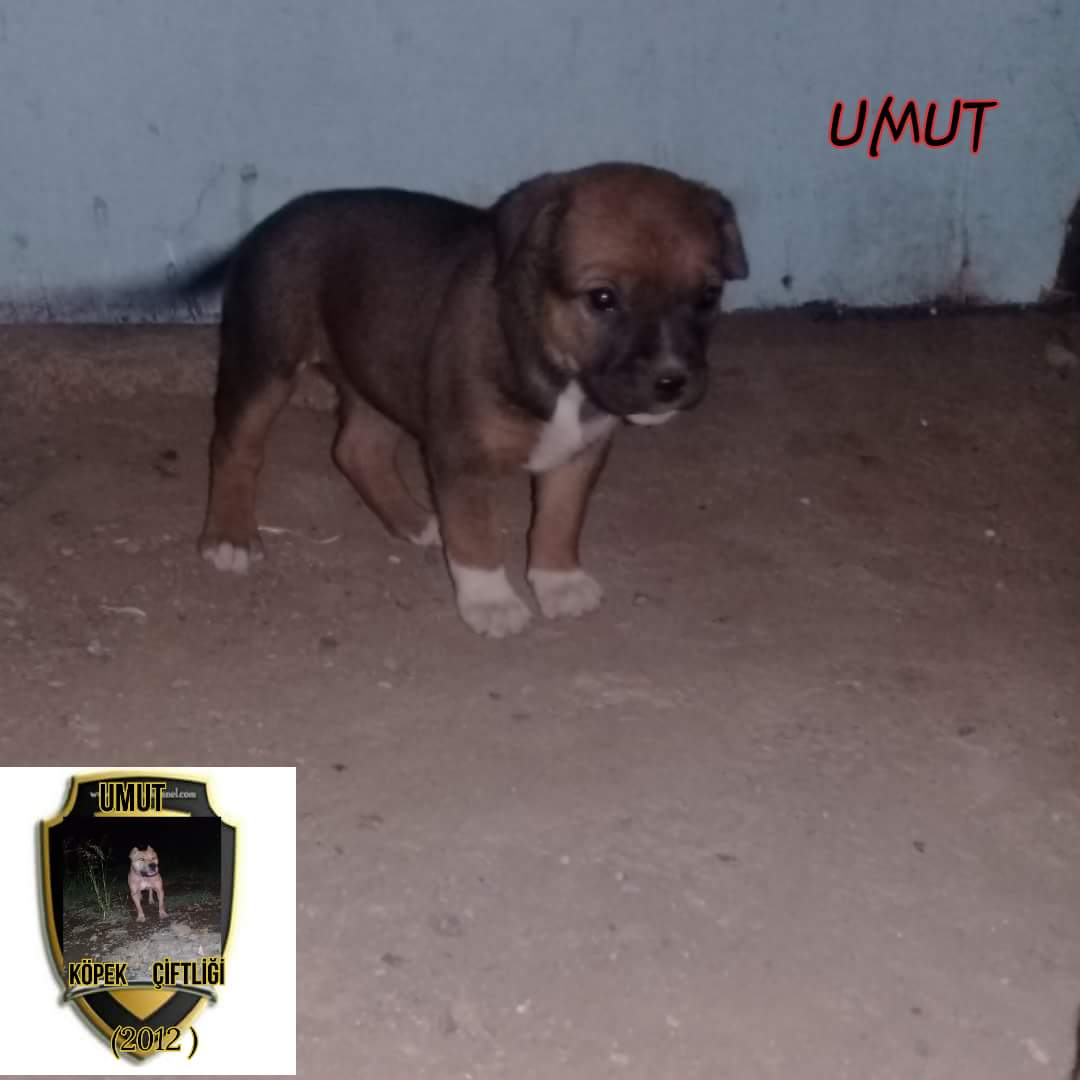 Umut köpek ciftligi (@umut_kopek) on Twitter photo 