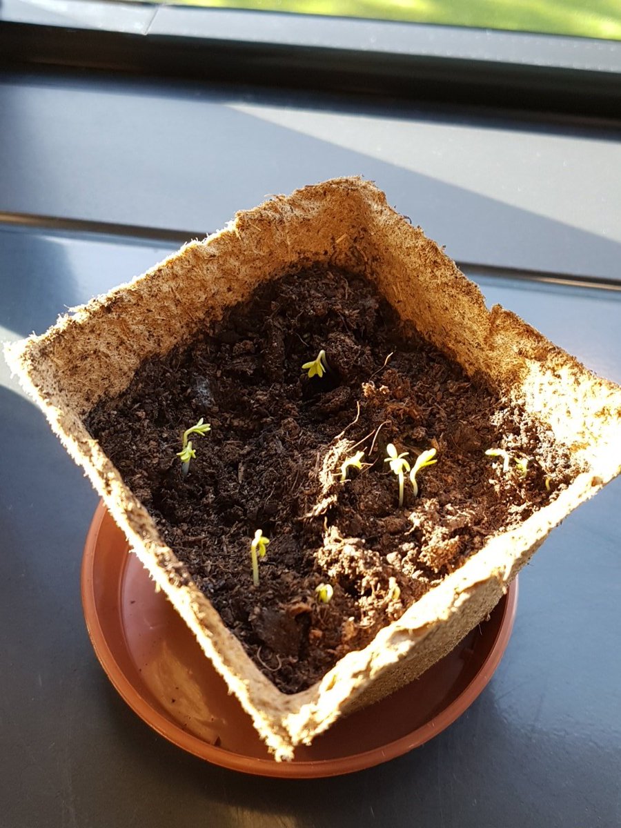 tikkin's tweet photo. They're alive!! #GreenerTwitter! Anyone know what they are?? https://t.co/25PrLwv1NR