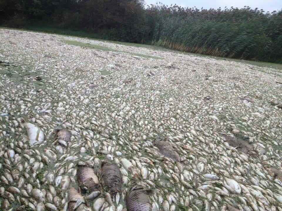 Çok acı! Balıkesir'in Canbolu Deresi'nde bir fabrikanın atıkları nedeniyle balıklar ölüyor.Bu katliamı durdurmak için lütfen paylaşın...