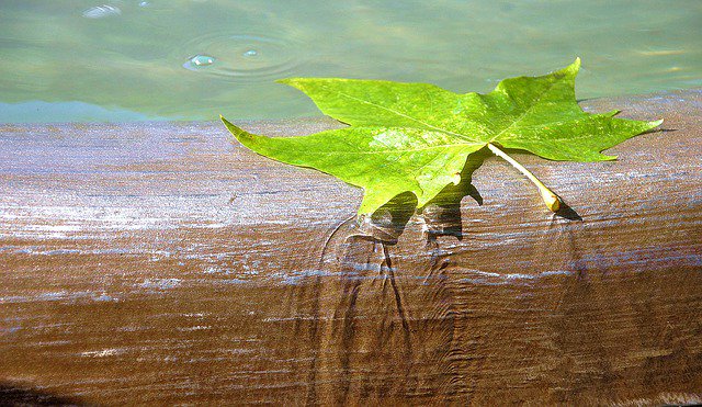 AraucariaProj's tweet photo. Photo By AnneAu53 | Pixabay
#water #brunne #leaf #wellness #wellnesscoach #wellnesswednesday #wellnesswarrior #wellnessjourney https://t.co/PRTcZg2f4b