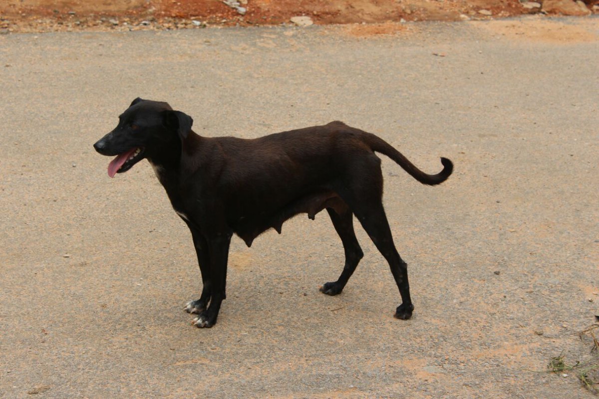 NamithaAnand's tweet photo. Number of dogs increasing rapidly. Mother dogs dangerously malnourished.Please help enforce ABC @DC_Mysuru @MCCComm_Mys @CPMysuru @SPmysuru https://t.co/x3HD41JuN8