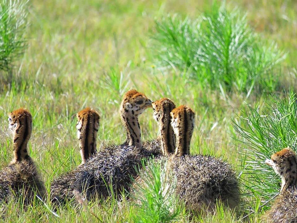 Lalibela GameReserve tweet media