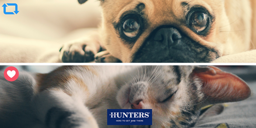 HuntersStoneyG's tweet photo. Let the games begin! Cats or Dogs? #Cats #Dogs #Cat #Dog #Home #Family #Pet https://t.co/tm4NKAOvss