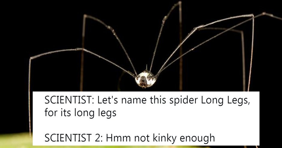 Autistic memes for spider loving teens - Daddy long legs memes