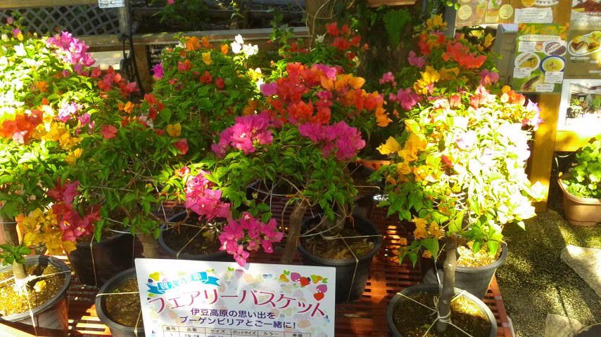 今年もブーゲンビリアが入荷しました！
本店を彩る素敵なお花です^ ^

多色ブーゲンビリア ９～11インチのポット入り １鉢 4000円 税別  

明日から販売致します♪