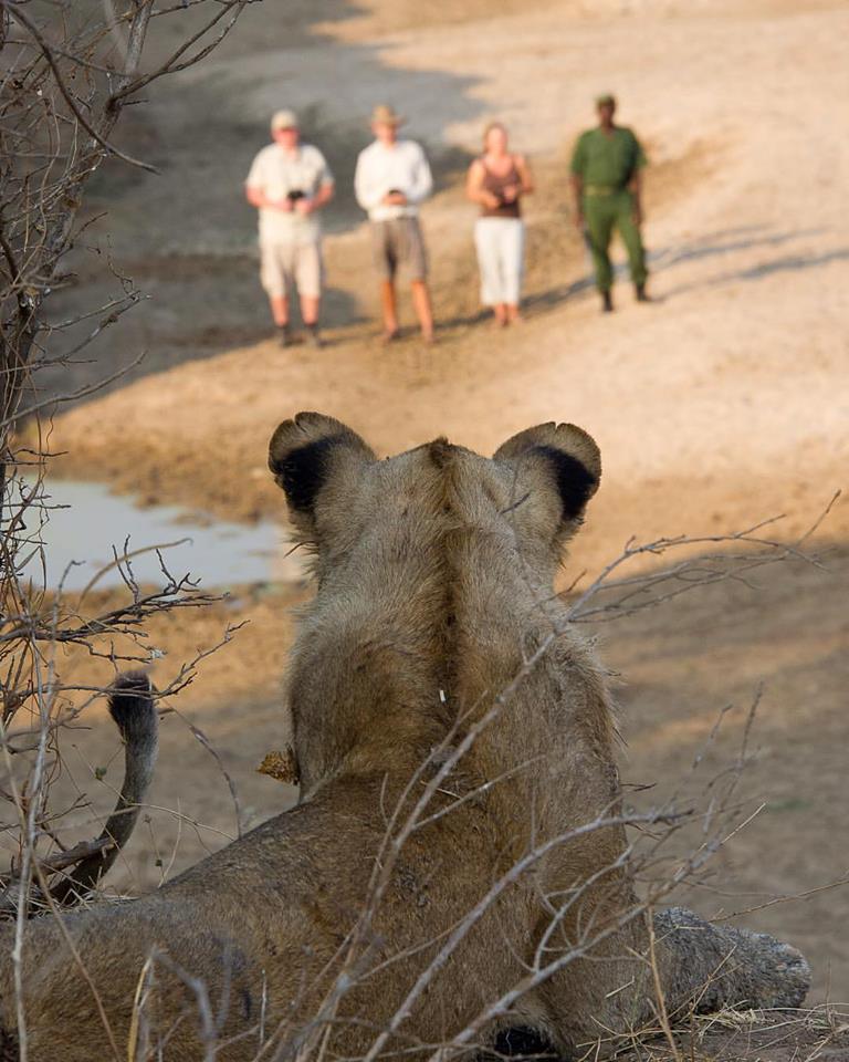 Four humans spotted on safari in South Luangwa National Park. Photo by <a href="/lioncamp/">Lion Camp Sightings</a> #Zambia #Africa