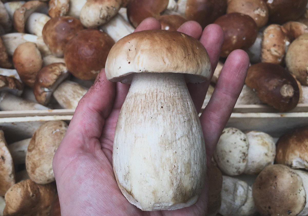 Let's Boogie 💃🏻
.
.
#fresh #cep #porcini #pennybuns #wildmushrooms #wildfood #kingbolete #thewildroom