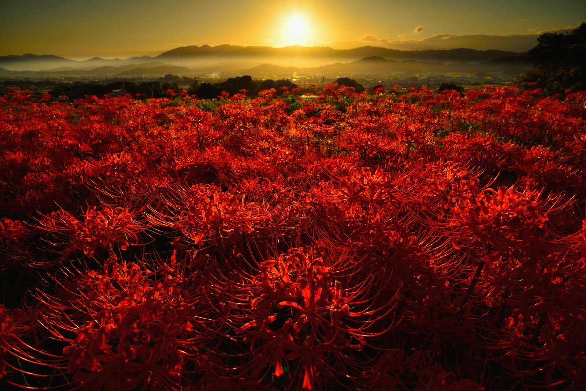 彼岸花の群生が素晴らしい九品寺で撮影マナーが問題になっています 景勝地で我を忘れる人多い Togetter