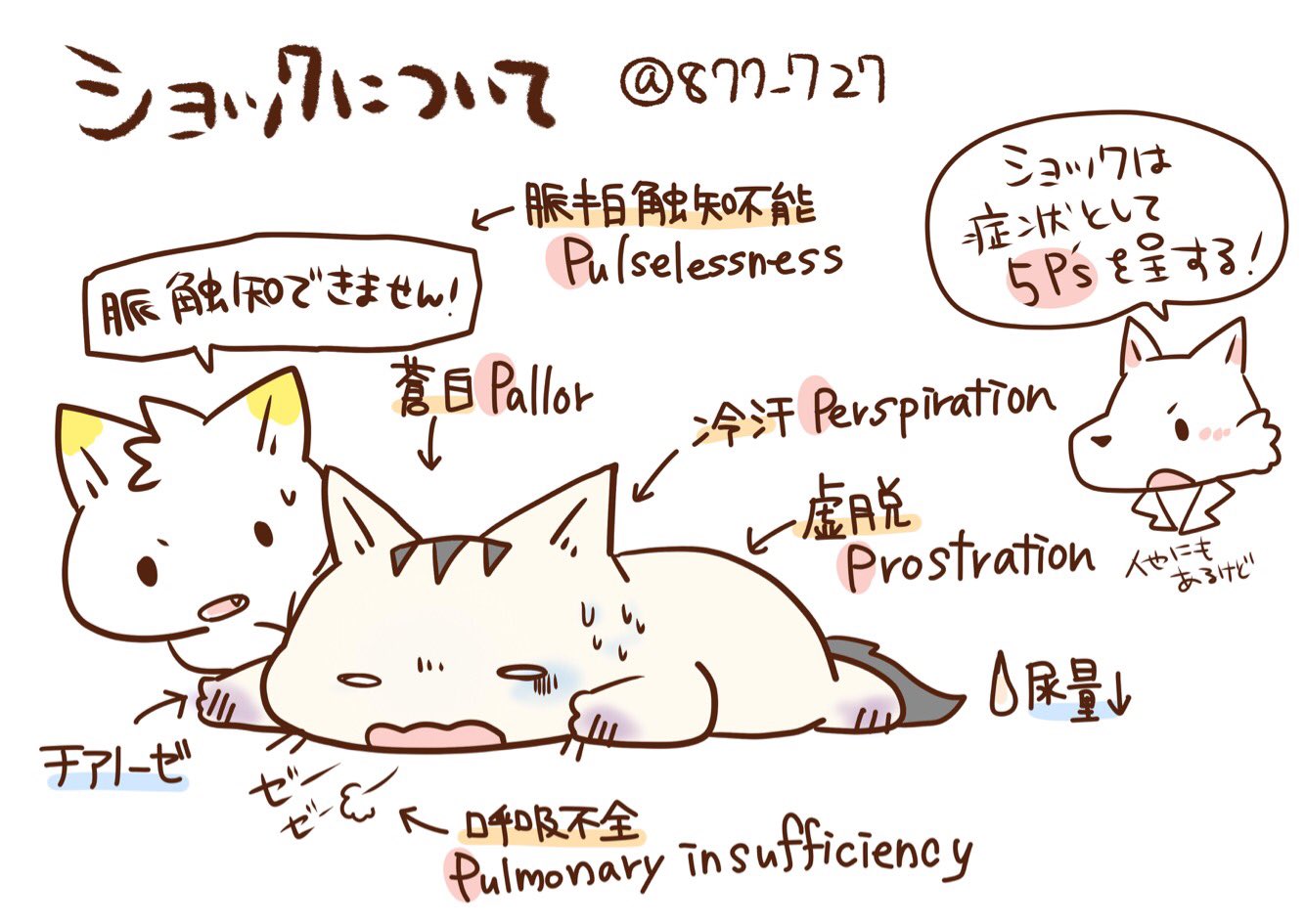 看護師のかげさん イラスト看護帖書籍化 ショックの５ｐ ｓを覚える ショックは循環血液量減少性 心原性 心外閉塞 拘束性 心タンポナーデとか緊張性気胸 血流分布異常性 アナフィラキシー 感染性 神経原性 かげ看 T Co