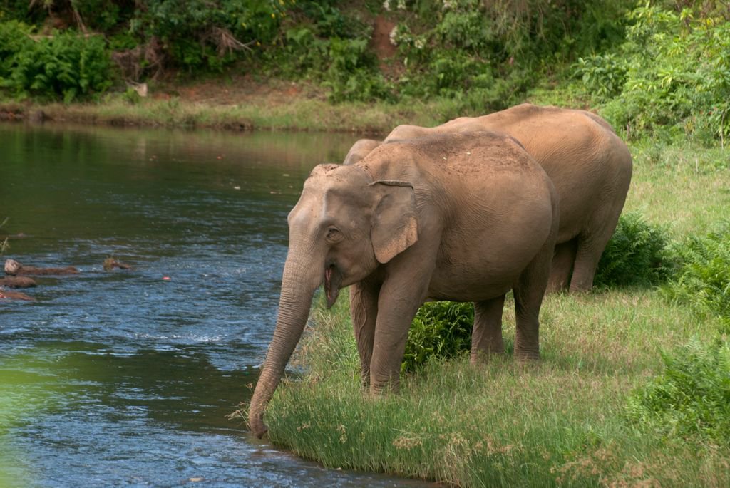 elephantfamily's tweet photo. An excited Asian elephant makes his way to the river on the edge of a tea plantation in India. Happy #elephantfriday! #fridayfeeling https://t.co/9alSeQaWTv