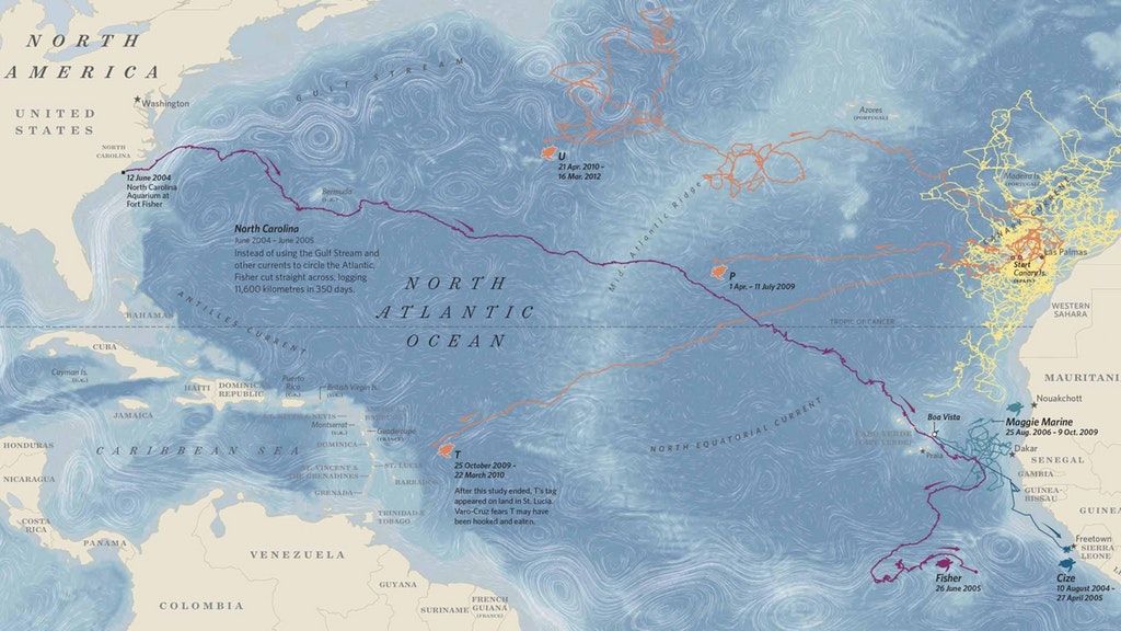 #Map of Sea Turtle Routes makes you feel like the lazy sedentary human that you are 😜🐢✊️Source:  buff.ly/2xHILfa