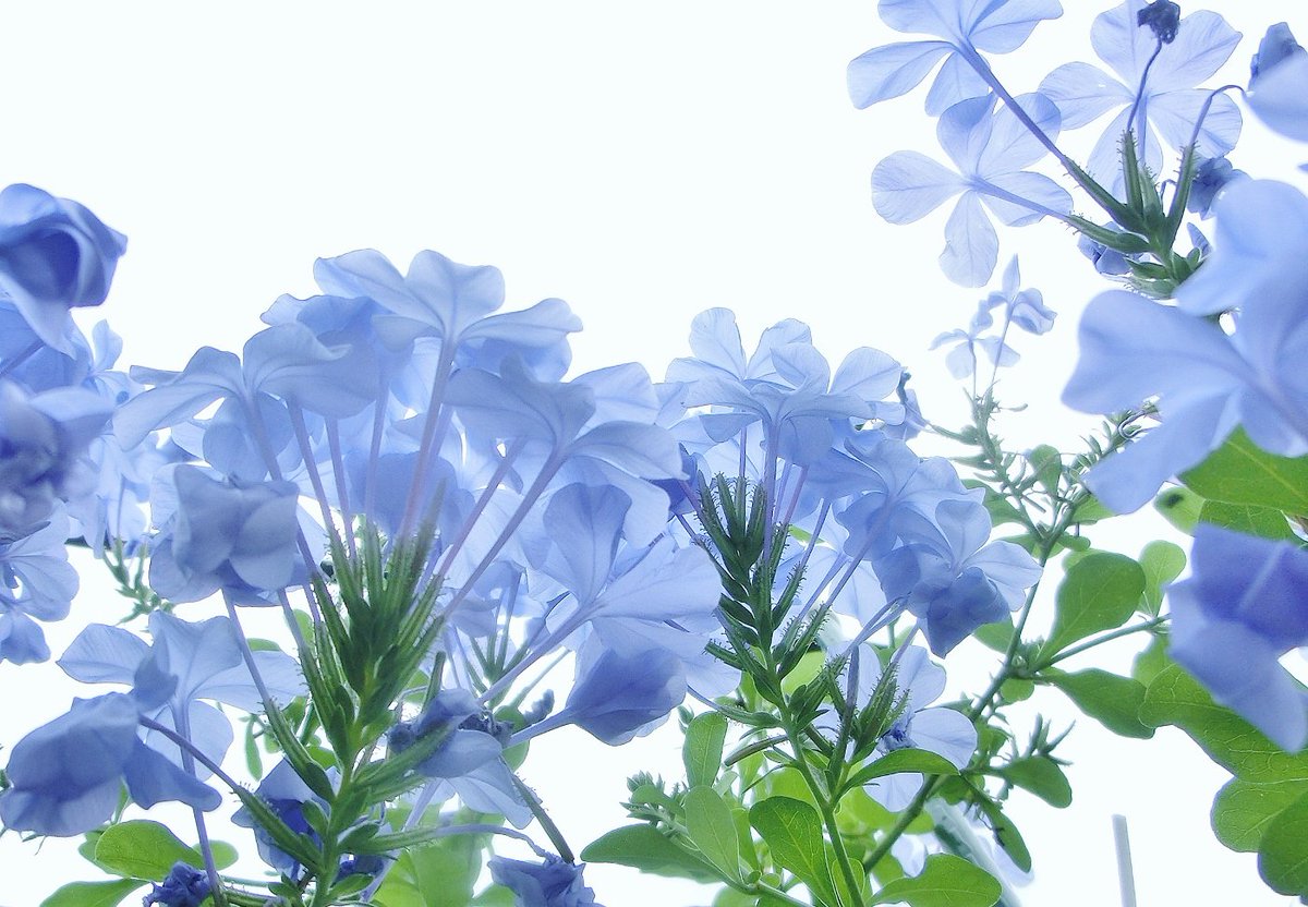 Gunmaのおじさん A Twitter 瑠璃茉莉 ルリマツリ 沢山の小さな花を手毬状に咲きます 夏から秋にかけて 水色や白い花を沢山咲かせてくれます 花言葉 密かな情熱 いつも明るい 瑠璃色 鉱物名 ラピスラズリ 和名 瑠璃と言う ラピスラズリを精製した顔料で フェル