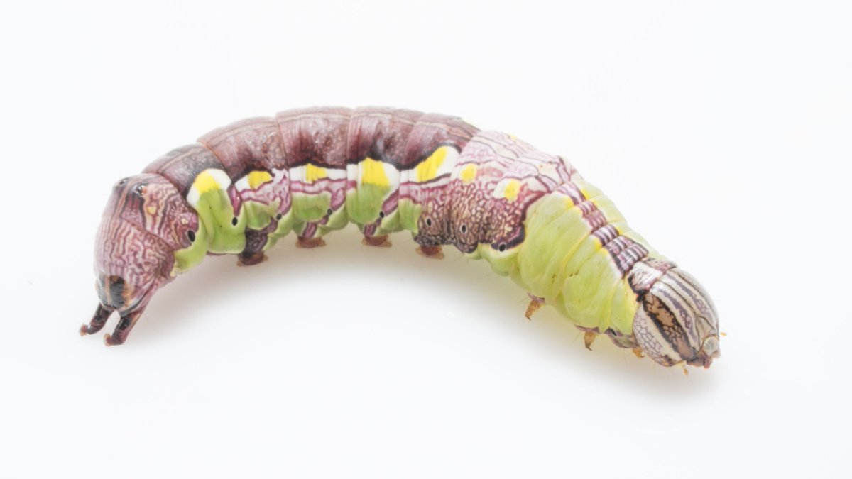 蟲喰ロトワ むしくろとわ ラオス中部 著書 おいしい昆虫記 ナツメ社 Byおいしい昆虫生活 21 ウバタマムシ幼虫 パリッと弾けた外皮のすぐ下にシコシコとした筋肉がしっかりつまり ジュワッと肉汁のはじける完璧な味 カミキリムシと甲乙つけがたし