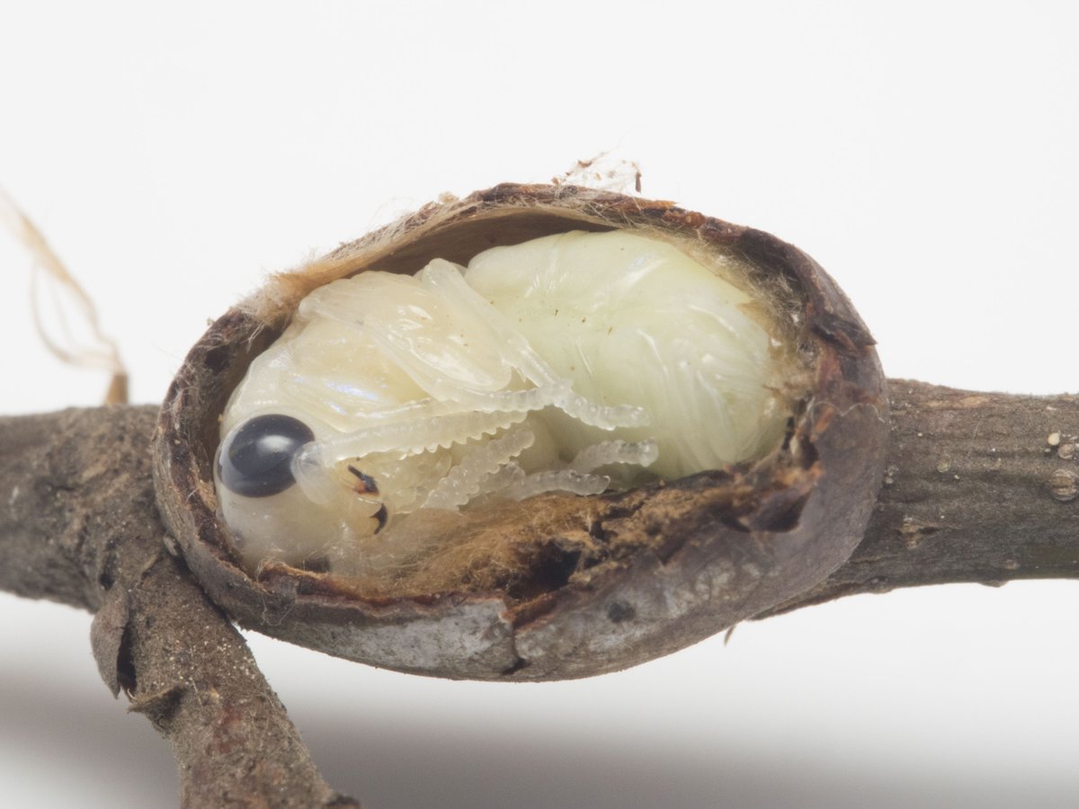 ラオスでロックダウンの蟲喰ロトワ むしくろとわ 著書 おいしい昆虫記 By おいしい昆虫生活 26 イラガ 甘みが強く 木の香りが強いおいしい蛹 栄養のたっぷり詰まっていそうなおいしい植物食の味 冬の間にピスタチオのように繭ごと炒って食べるの