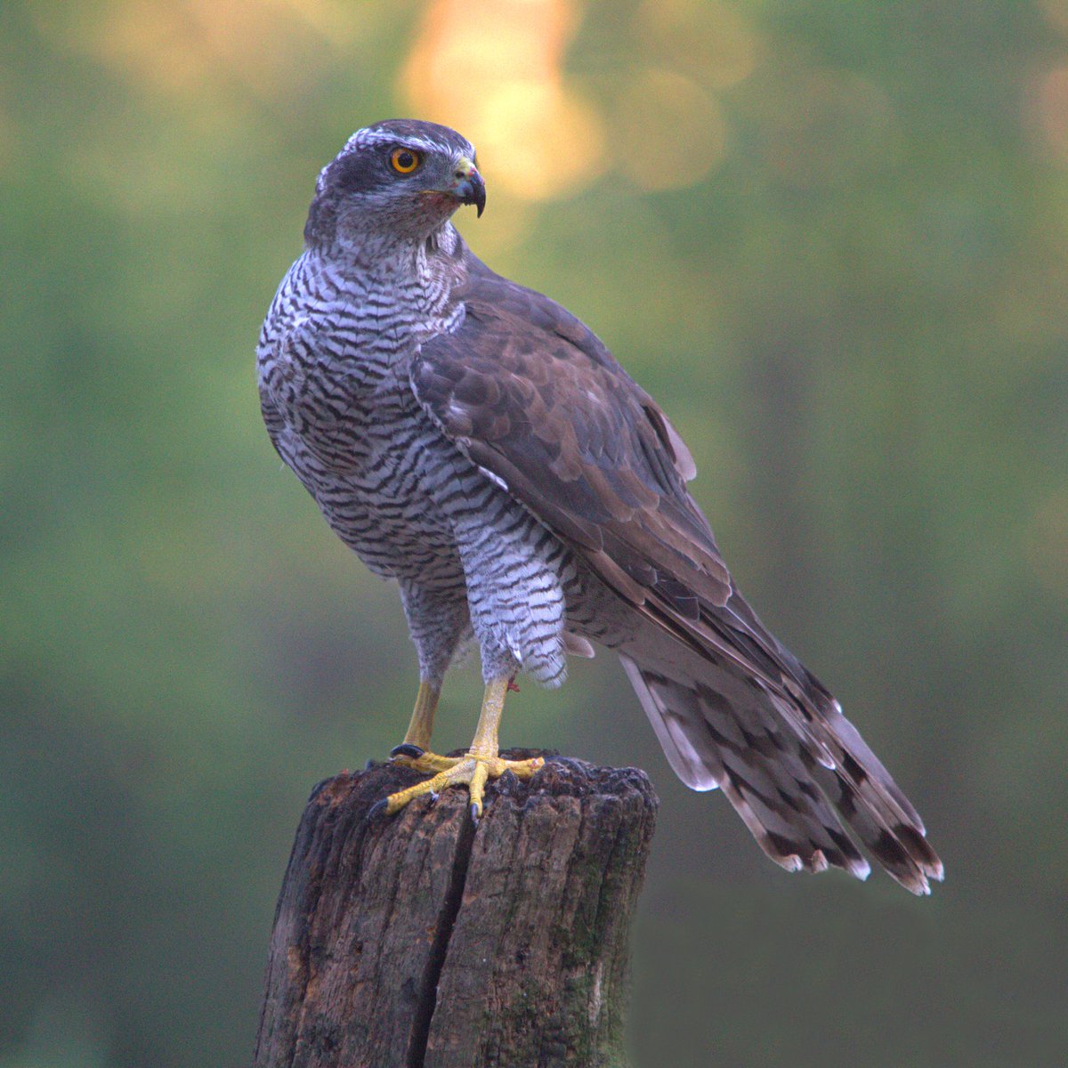 RemcoBeen's tweet photo. Afgelopen week de site weer bijgewerkt met een hoop nieuwe foto's. https://t.co/c1hknbdNvn 
@waarneming #natuurfotografie https://t.co/wc1j1VGfCt