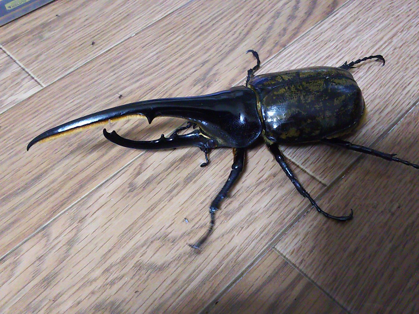ぶちょー على تويتر 5 カブトムシ 甲虫の王者 我等がジャパニーズビートル カブトと聞いて真っ先に思い浮かぶのはコイツという方も多い筈 スーパートルネードスローは多くのムシバトラーを虜にした究極必殺わざ T Co Ndqgpongp9 تويتر