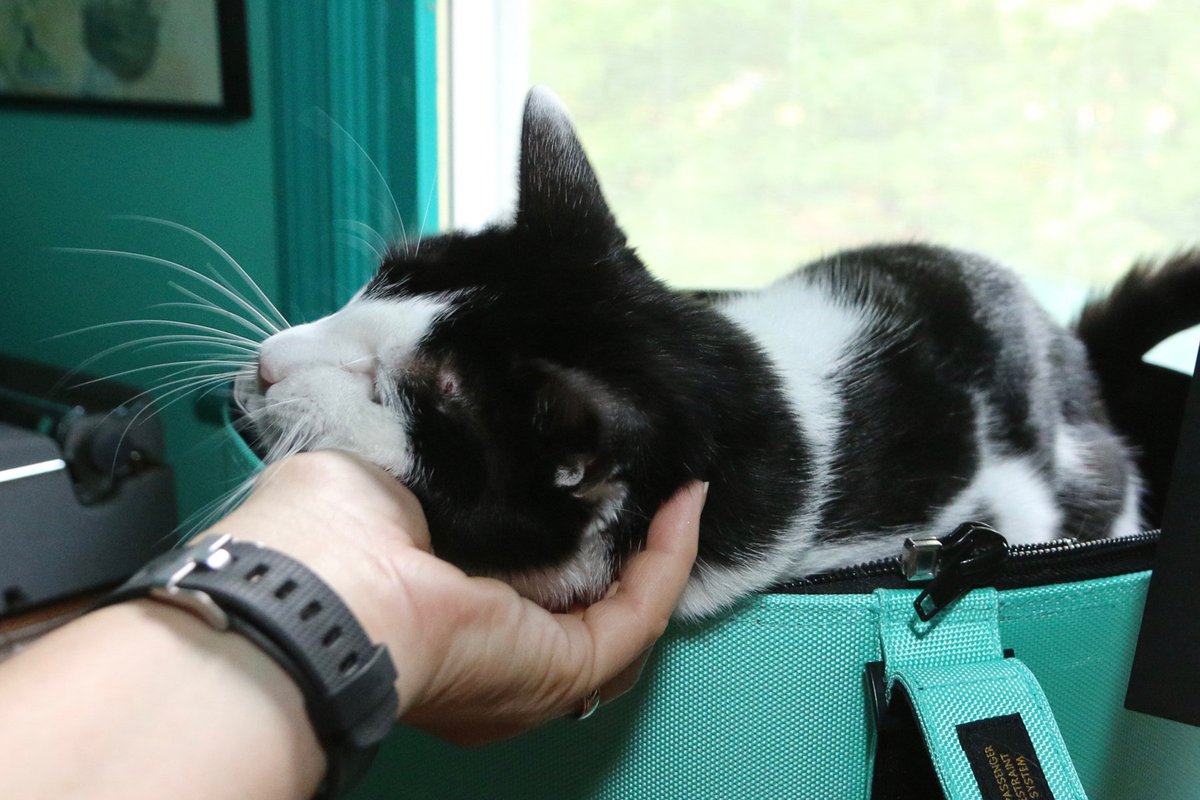 Mimicking Twitter: the place where your cat will be drawn Mimicking Twitter: the place where your cat will be drawn
