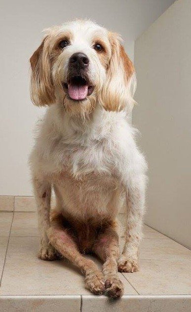 fostertoforever's tweet photo. Jackson needs a foster & fresh start. He broke his back, but not his spirit! @SHHAnimalRescue #FighterFund #wesayyes #specialneeds #foster https://t.co/5RBG9eJsrQ