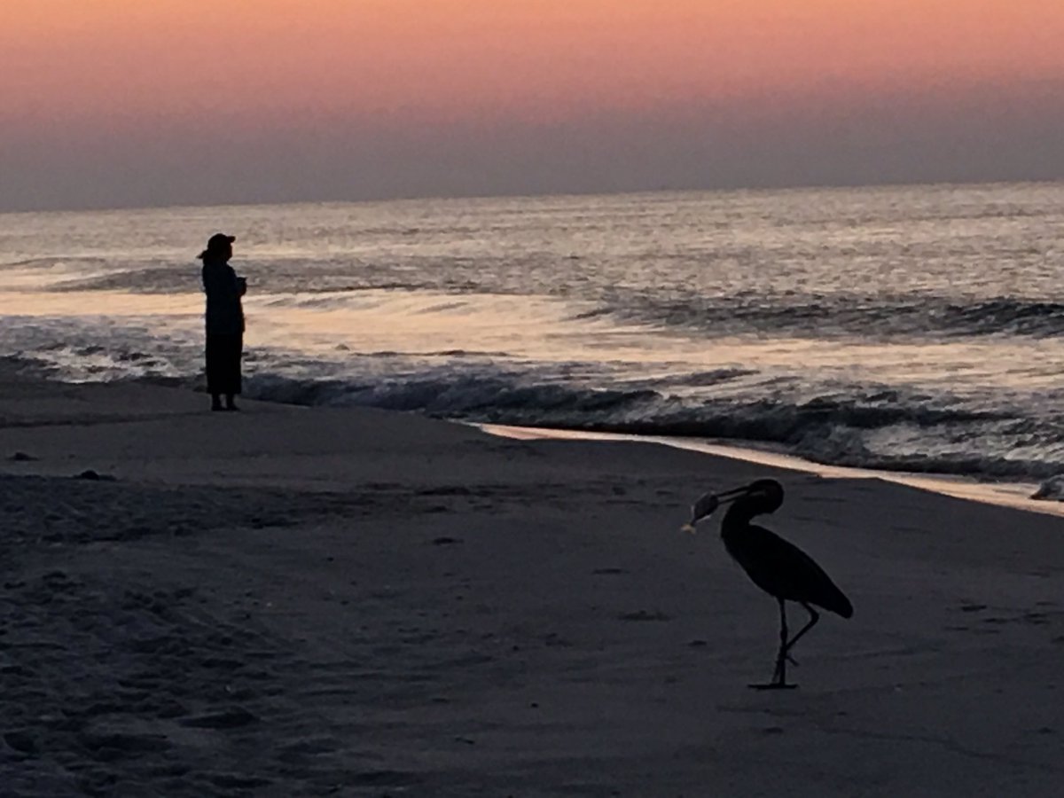 PaigeSPowers's tweet photo. #GreatBlueHeronAndHisBreakfast #sunrise #OrangeBeach #spannpix https://t.co/ivsbMdFYVp