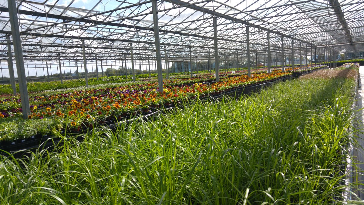ChedburghCent's tweet photo. Love your garden with Chedburgh Plant Center https://t.co/5gI3HpptY9