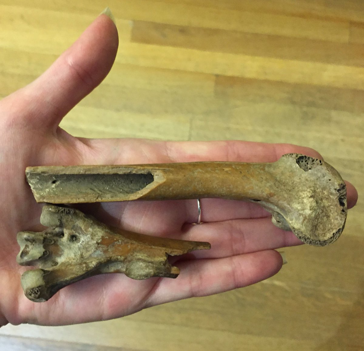 NHM_Tring's tweet photo. A very special chance for students and visitors to handle real dodo bones #SU2016 https://t.co/ct8mgwfzPD