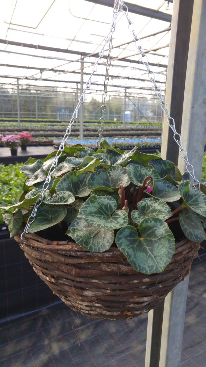 ChedburghCent's tweet photo. Do you have your winter baskets ready? Pop up at Chedburgh Plant Centre and choose yours!! https://t.co/QibXwgIR55