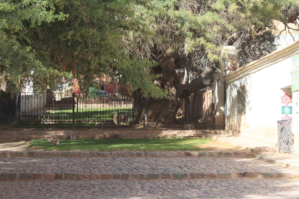 Cada rincón de #Purmamarca🌈 tiene una historia para contar 🤗. ¿Ya conocés la de este árbol 🤔?
