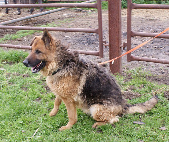 spanishstray's tweet photo. URGENT #FocusOnFoster Carol was surrendered, she had been neglected and is going to UK foster, she needs her forever home #GermanShepherd https://t.co/w5GlksNPAj