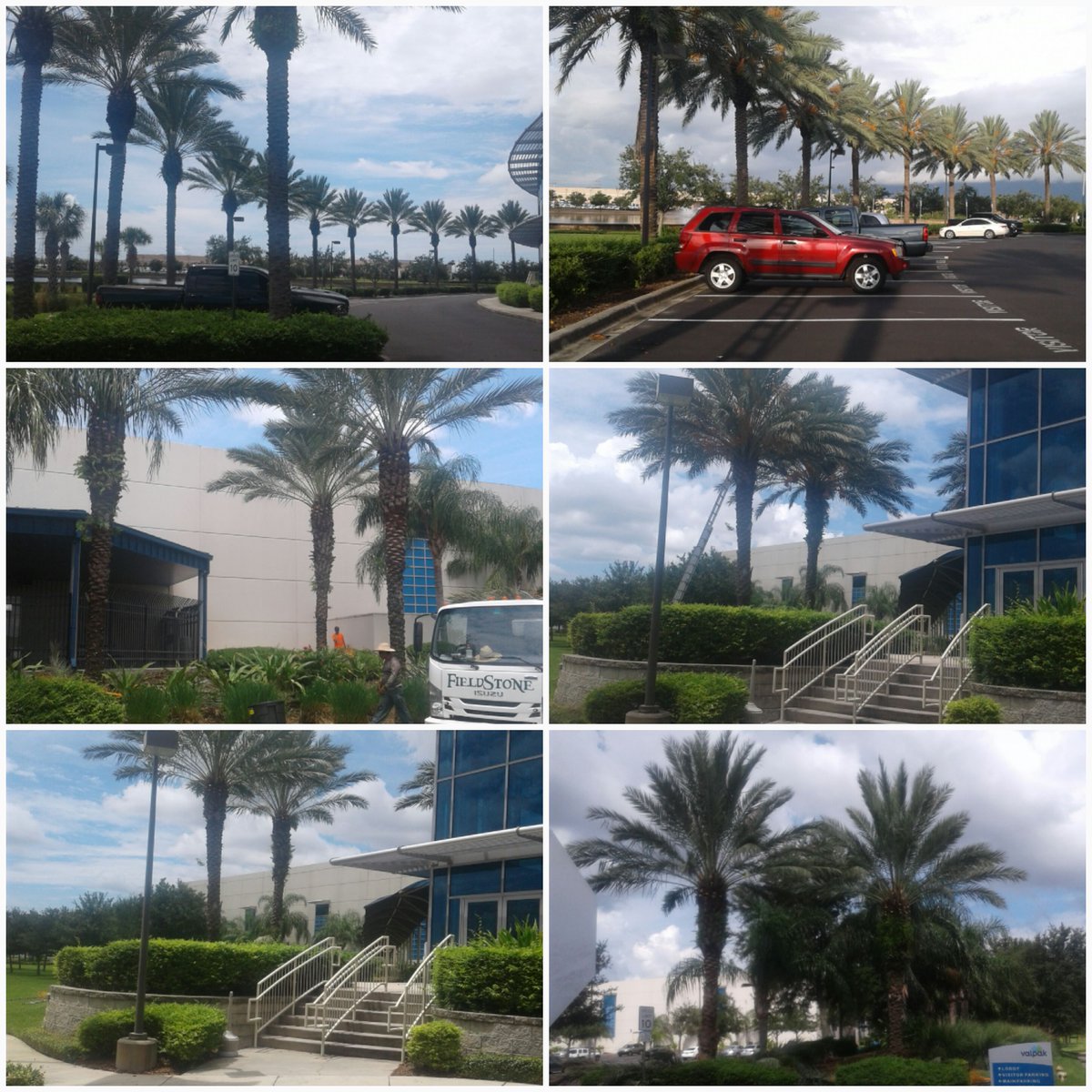 FieldstoneLS's tweet image. #Palms are looking good @Valpakcoupons! 🌴
#PalmTrees #properpruning #LiftedAndCleaned #LandscapeService