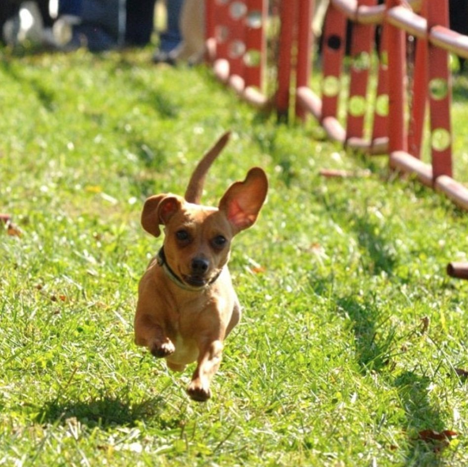 Live music, great food, oh and Wiener dog racing! Head down to the @capitolriverfront Saturday to watch the action!  PC: <a href="/hannahhorton18/">Hannah Horton</a>