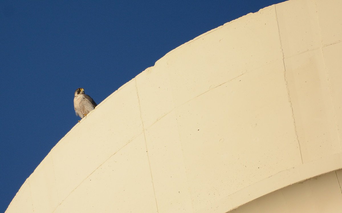 Batterseapowerstn On Twitter Did You Know That