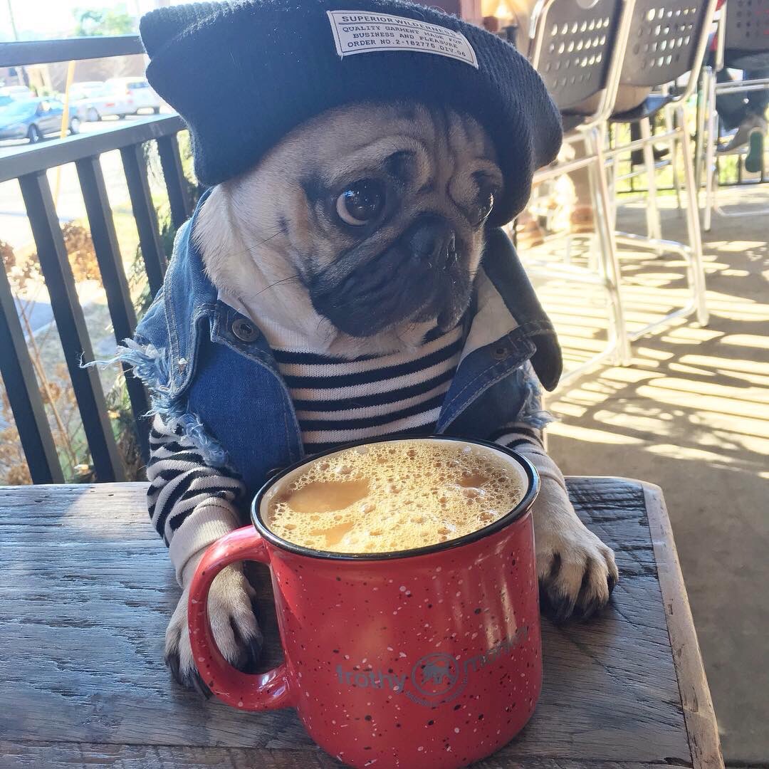 itsdougthepug's tweet image. HAPPY #NationalCoffeeDay ☕️