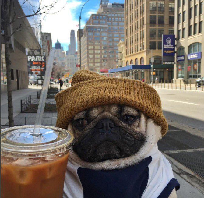 itsdougthepug's tweet image. HAPPY #NationalCoffeeDay ☕️