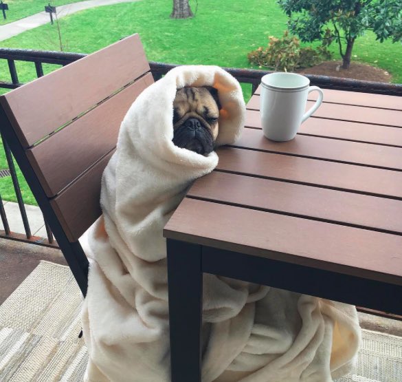 itsdougthepug's tweet image. HAPPY #NationalCoffeeDay ☕️