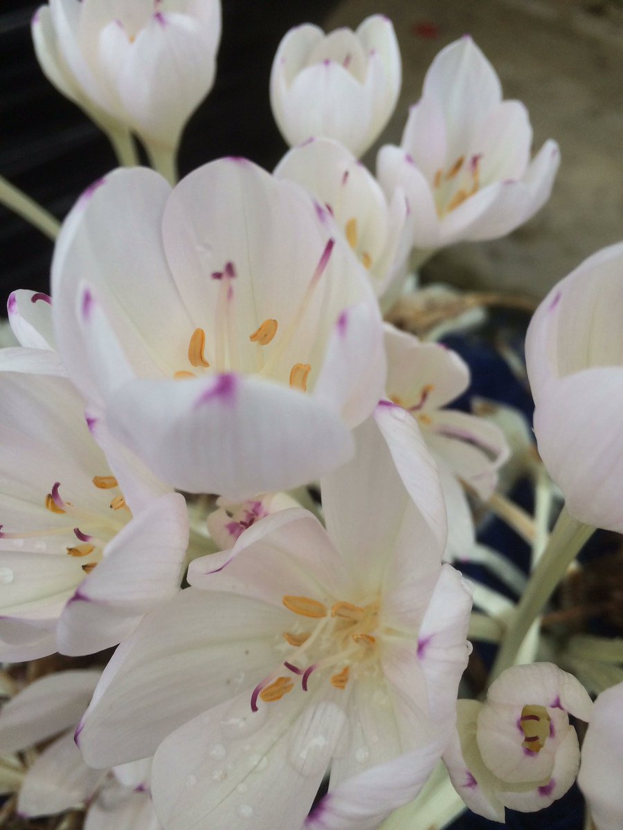 HarperleyGrow's tweet photo. We're @NewbyHallGarden tomorrow and Sunday as guest Nursery, lots to see &amp; buy. https://t.co/nmEkjXiB0q
