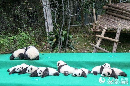 PDChina's tweet photo. 10 #panda cubs born in 2017 at SW China's Chengdu Research Base of Giant Panda Breeding in SW China made their debut today https://t.co/P4OFBP4mky