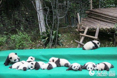 PDChina's tweet photo. 10 #panda cubs born in 2017 at SW China's Chengdu Research Base of Giant Panda Breeding in SW China made their debut today https://t.co/P4OFBP4mky