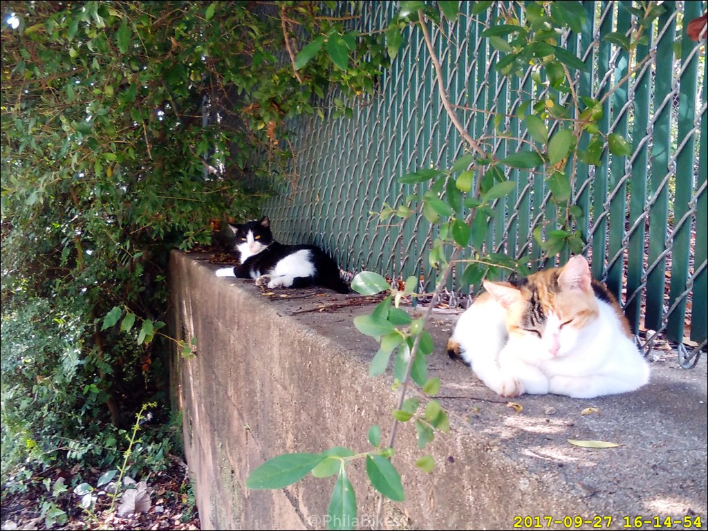 philabikes's tweet photo. #PATHCats https://t.co/YAyeOtUUJK