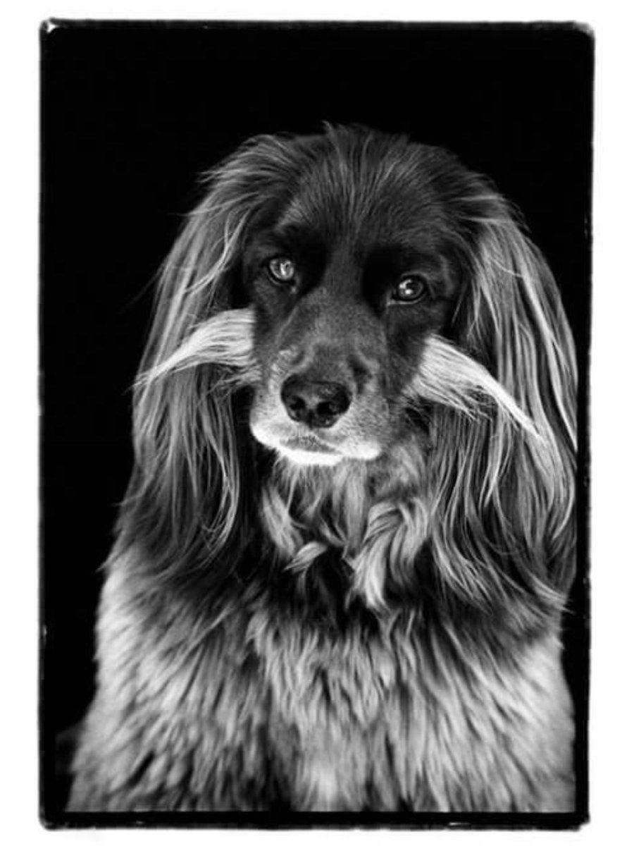 Compawssion tweet media