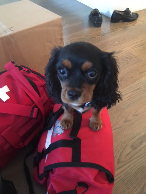 VetPronto's tweet photo. Hazel, sweet as pie. https://t.co/PU9MumbcZJ