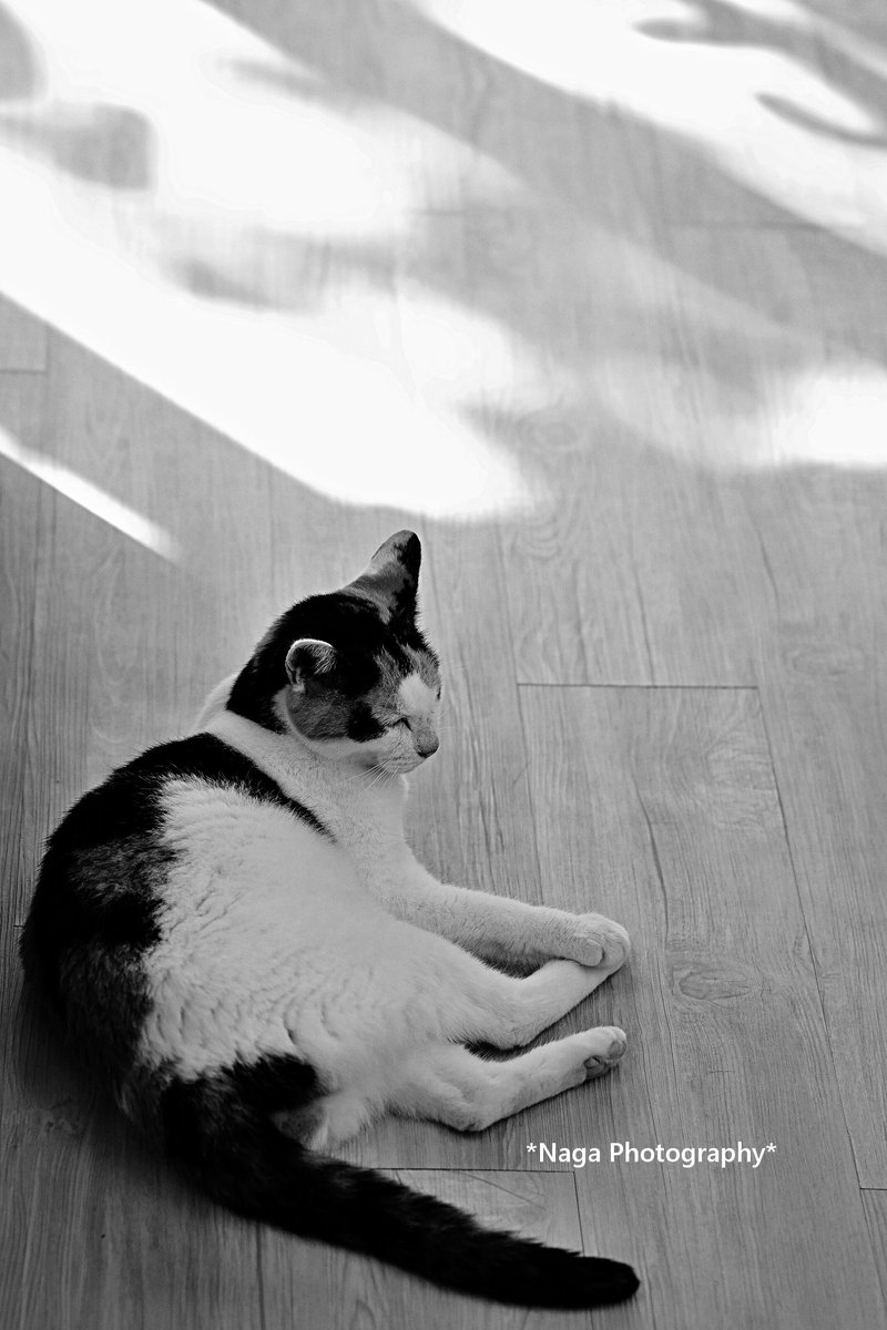 #猫カフェブラン
Silence and shadows.
【#里親募集】みぃちゃん
#保護猫 #猫部 #ねこ部 #猫 #cat
#Sony #α9 #GM
 #ふぉと
#猫ポートレイト
#photography
#coregraphy
#カメラ目線猫
#CoolAndCute