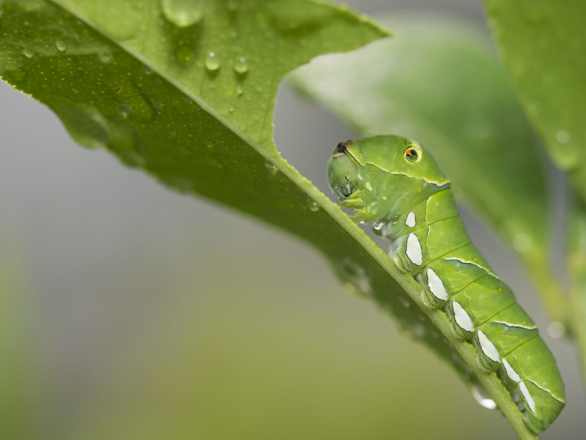 いいねされた数だけ推し虫を発表する いいねされた数だけ推し虫を発表する
