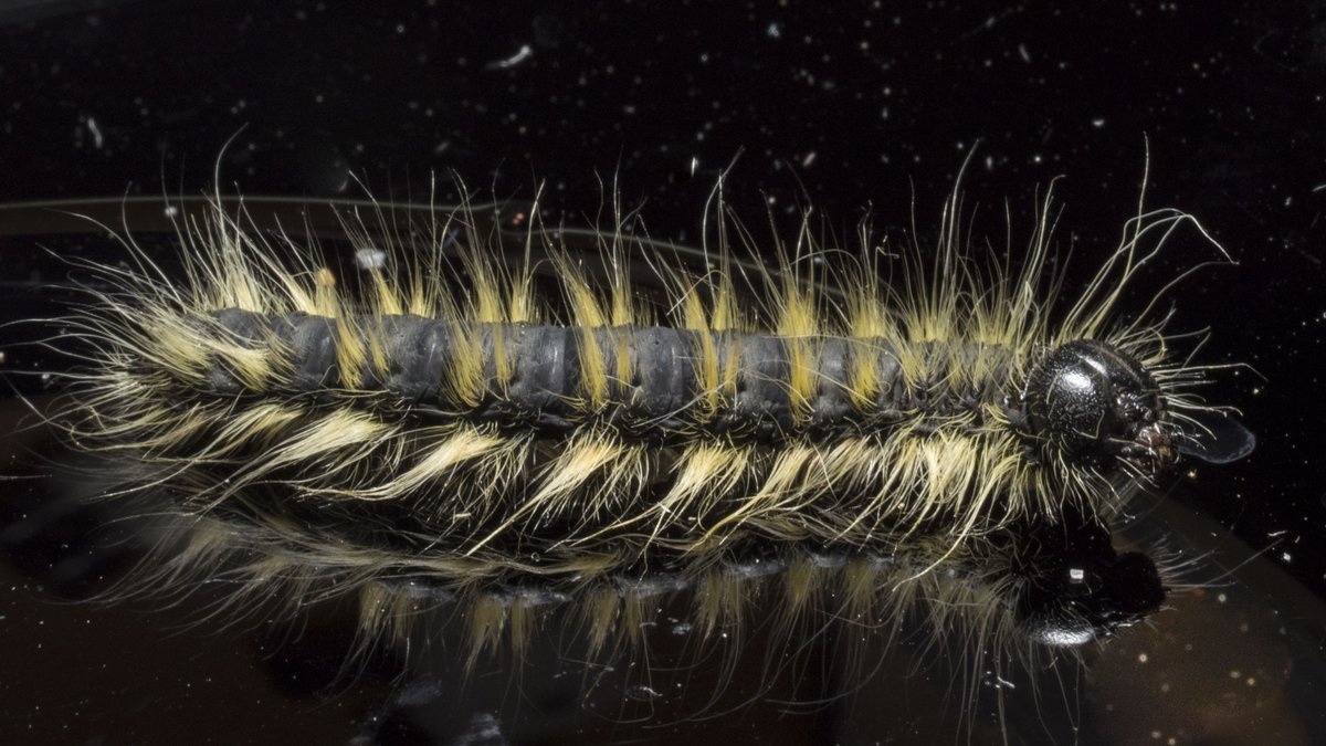 いいねされた数だけ推し虫を発表する いいねされた数だけ推し虫を発表する
