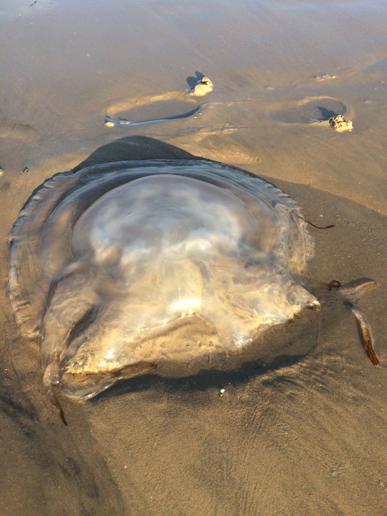 Ojo a la amiga que nos hemos encontrado esta tarde en la playa. ¿Habíais visto alguna vez una tan grande? Lo de arriba son pisadas!!!!