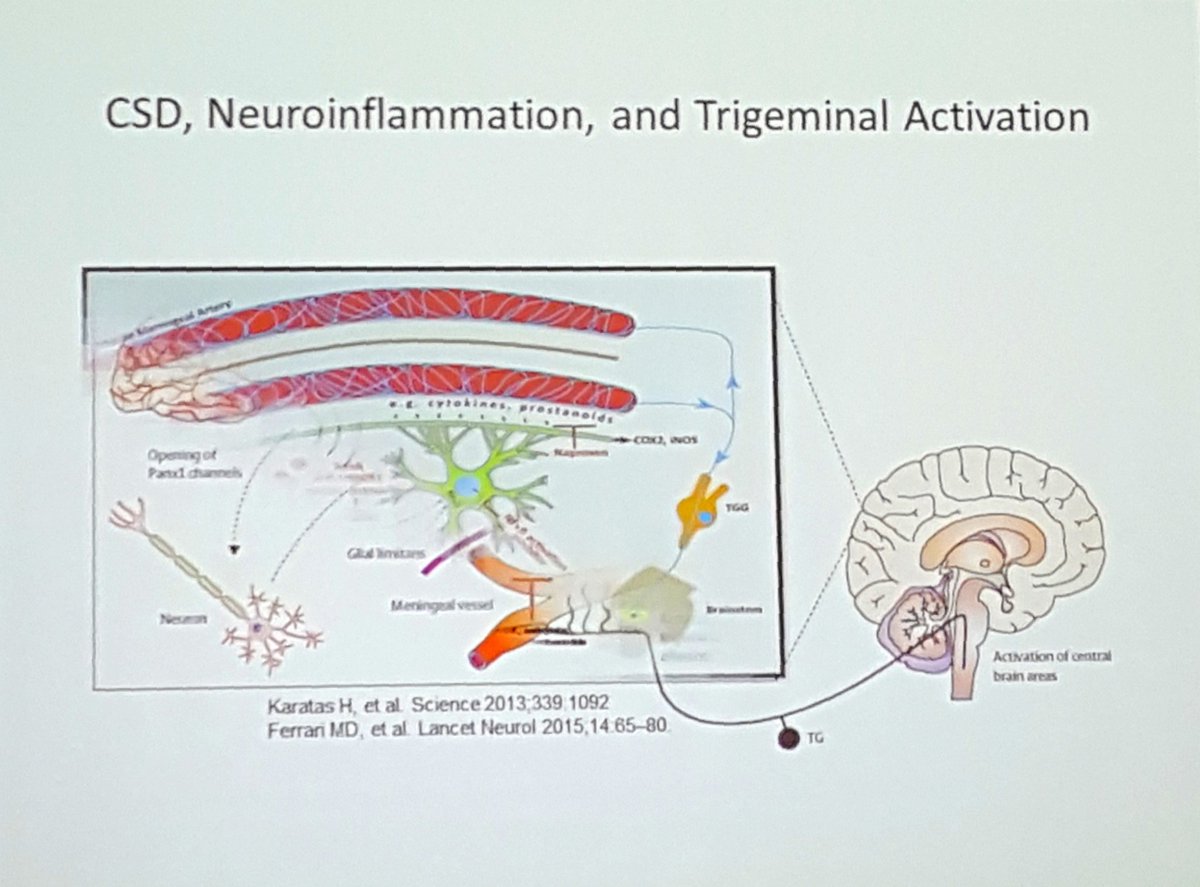 Common pathophysiology? Cortical spreading depression in #migraine or #concussion #TBI may start #neuroinflammation. <a href="/daviddodick/">David Dodick</a> <a href="/MayoClinic/">Mayo Clinic</a> #HockeySummit3 <a href="/ahsheadache/">American Headache Society</a> <a href="/Neurotrauma/">NeurotraumaSociety</a> @AANMember