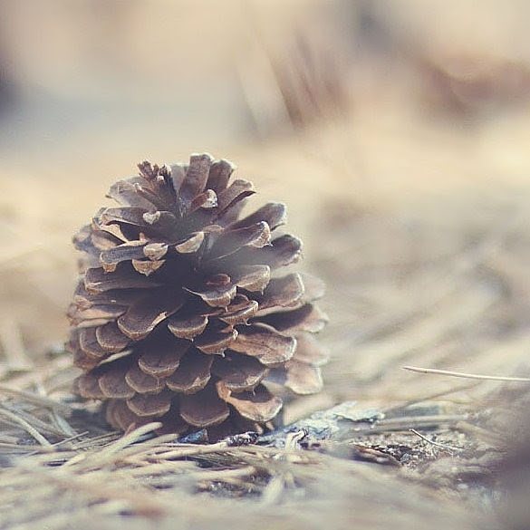 curiouswritr's tweet photo. It's faaaaaallllllllll

#nature #naturephotography #dslrphotography #macro #outdoorsy #getoutside #goexplore #stay… https://t.co/jUmFci1mqv https://t.co/fUhBnFULWX