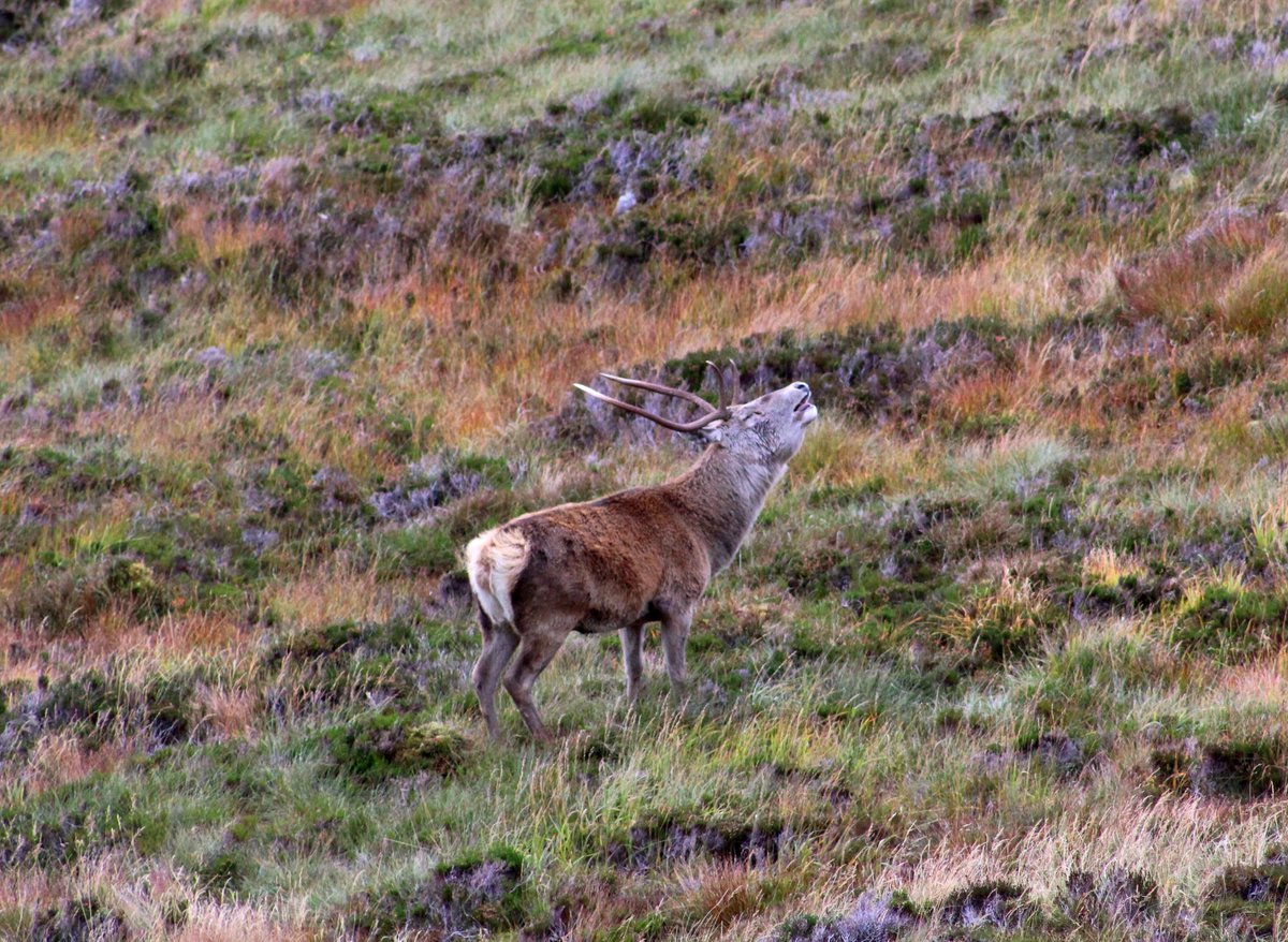 Red deer stags roaring in the mountains of Torridon today <a href="/N_T_S/">National Trust for Scotland</a>. The best sight and sound of autumn! <a href="/VisitScotland/">VisitScotland</a> <a href="/DiscoveTorridon/">DiscoverTorridon</a>
