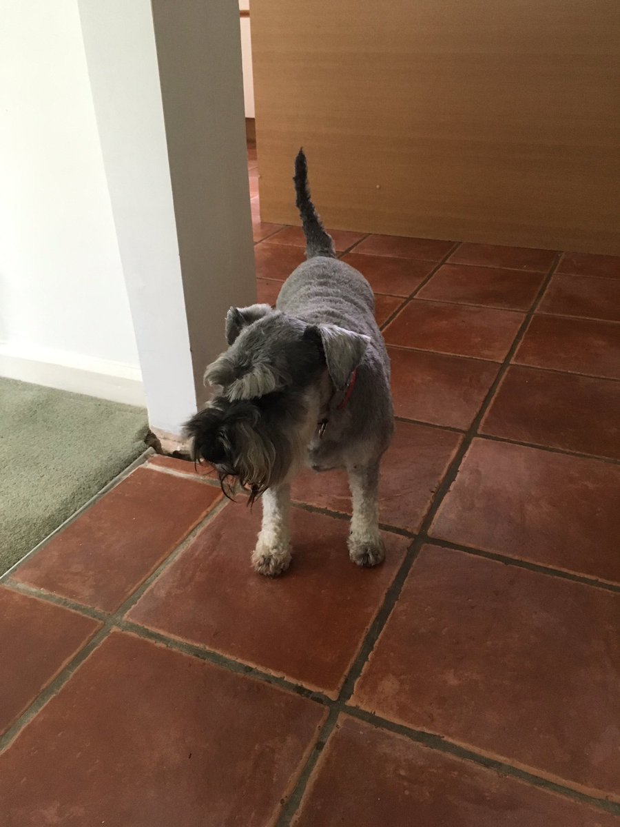 schnauzergeorge's tweet photo. After https://t.co/VhDBPvEIX5