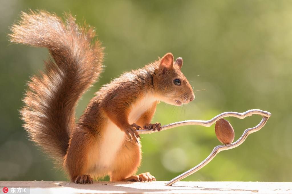How Do Squirrels Crack Nuts Hilarious Images Captured By Swedish Photographer Geert Weggen Show 